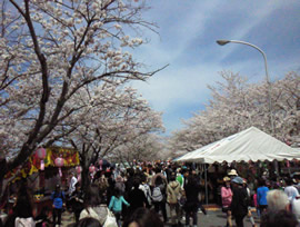 sakura10410.jpg