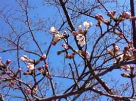 sakura2010.jpg